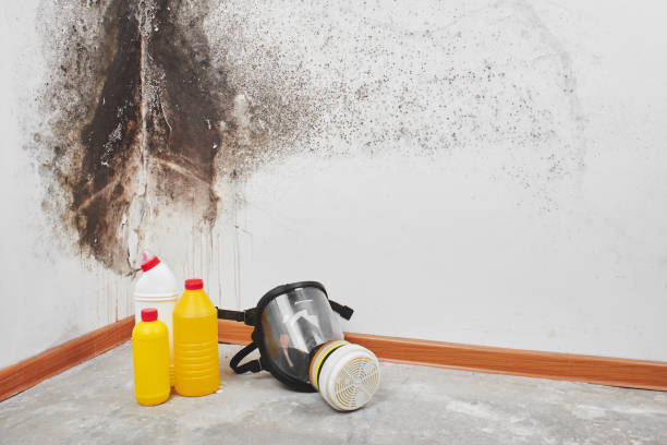 Best Mold Remediation  in Baldwin, NY