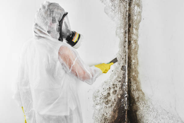 Attic Mold Removal in Baldwin, NY