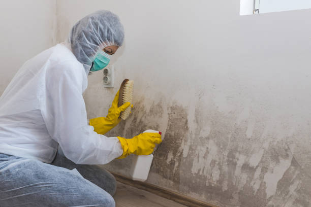 Best Commercial Mold Removal  in Baldwin, NY