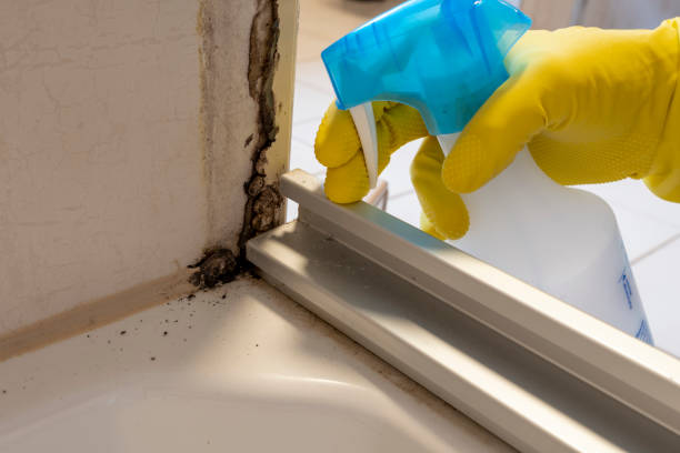 Best Mold Damage Repair  in Baldwin, NY