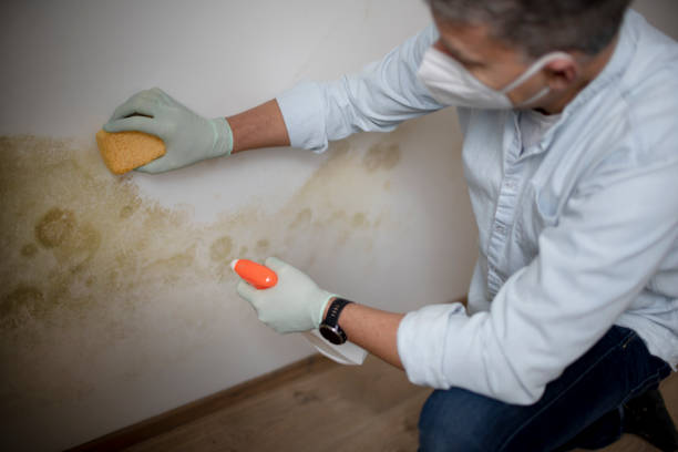 Best Residential Mold Removal  in Baldwin, NY