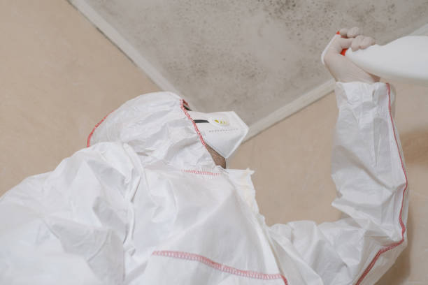 Best Black Mold Removal  in Baldwin, NY