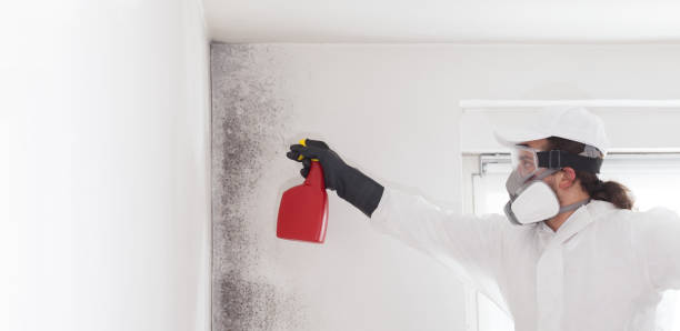 Best Office Mold Removal Services  in Baldwin, NY