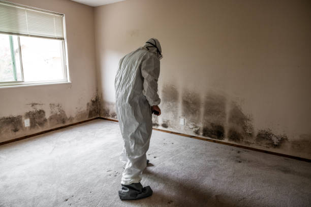 Best Mold Remediation  in Baldwin, NY