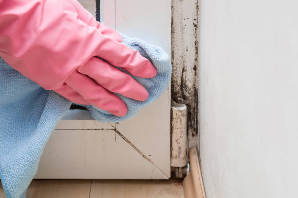 Best Professional Mold Removal  in Baldwin, NY